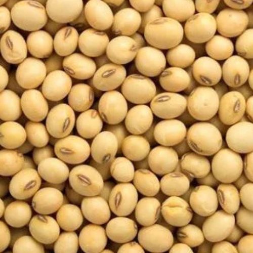 Soyabean