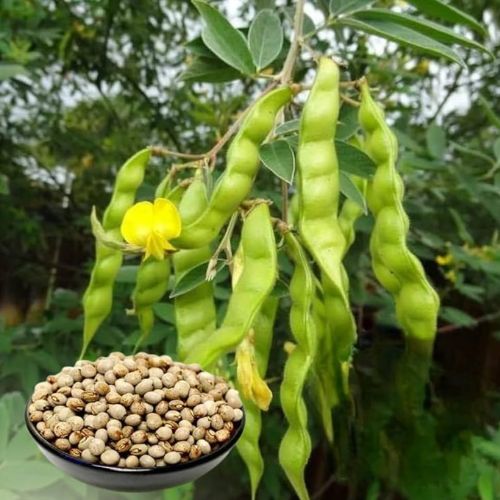 Pigeon Peas
