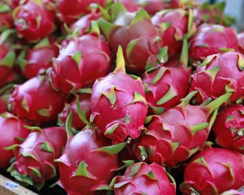 Fresh Dragon Fruit Export Image
