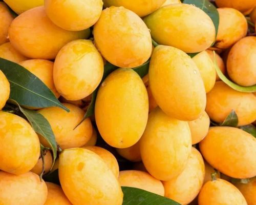 Fresh Mango Export Image