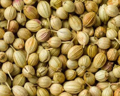 Coriander Export Image