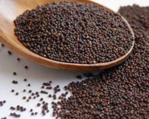 Mustard Seeds Export Image