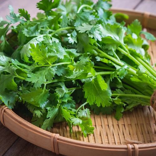 Coriander