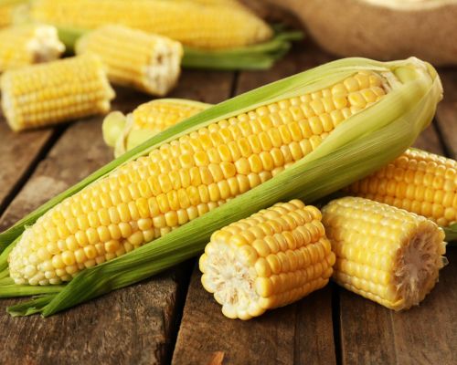Fresh Sweet Corn Export Image
